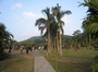 莲花山公园